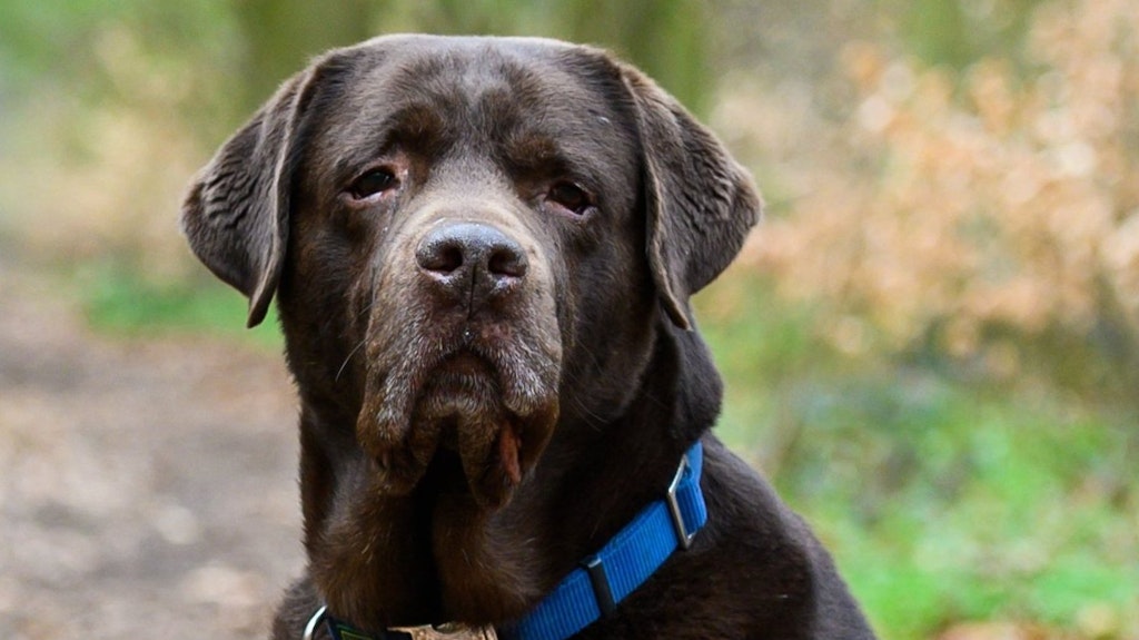 Die weitverbreitete Faustregel zum Alter von Hunden, wonach ein Jahr in etwa sieben Menschenjahren entspricht, halten US-Forscher für ziemlich falsch.