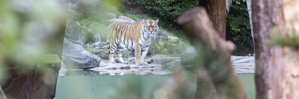 Mehrere sibirische Tiger leben im Züricher Zoo. Neben Tigerin Irina wohnt hier auch Männchen Sayan (Foto).