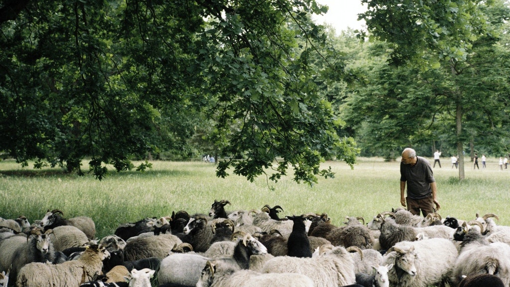 Schafe im Schlosspark Charlottenburg.