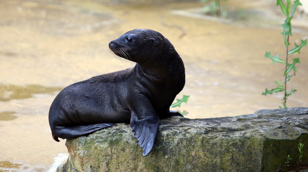 Dieses süßes Seelöwen-Junge kam im Berliner Zoo zur Welt.