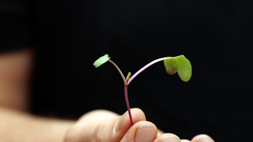 Köstlich: Microgreens, das sind sehr junge Pflänzchen, hier ein Radieschen. 
