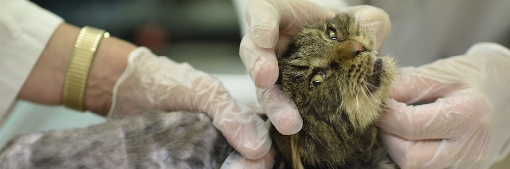 Die kranken Katzen wurden von den Tierärzten des Tierheims behandelt.