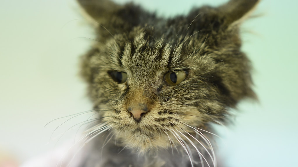„Alle drei Kater waren arg geschwächt, abgemagert und stark verwahrlost, mit kahlen Stellen im Fell und teils wunder Haut“, heißt es vom Tierheim.