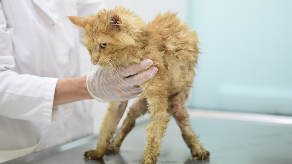 Die Hauskatzen konnten sich kaum auf den Beinen halten, litten zudem an schwerem Durchfall.