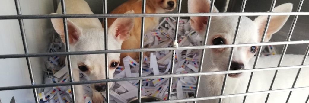 Der Handel mit Hundewelpen wird zum immer größeren Problem. Auch in Würzburg flog vor kurzer Zeit ein Welpen-Händler auf.