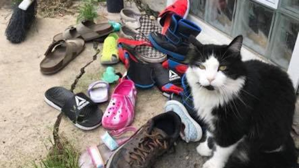 Kater Jordan mit seiner beachtlichen Schuh-Ausbeute.