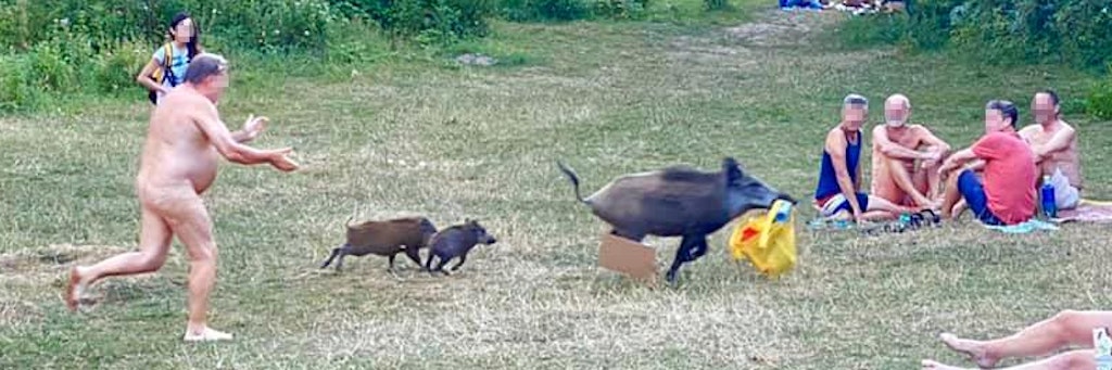 Der Nacktbader verfolgte die Wildsau über die Liegewiese.