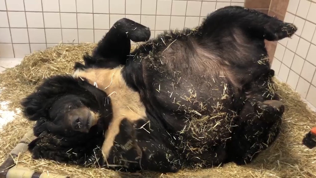 Schwarzbär Dillan in seinem momentanen Zuhause: einem Tierasyl.
