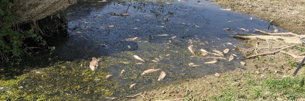 Tote Fische treiben an der Wasseroberfläche der Aisne