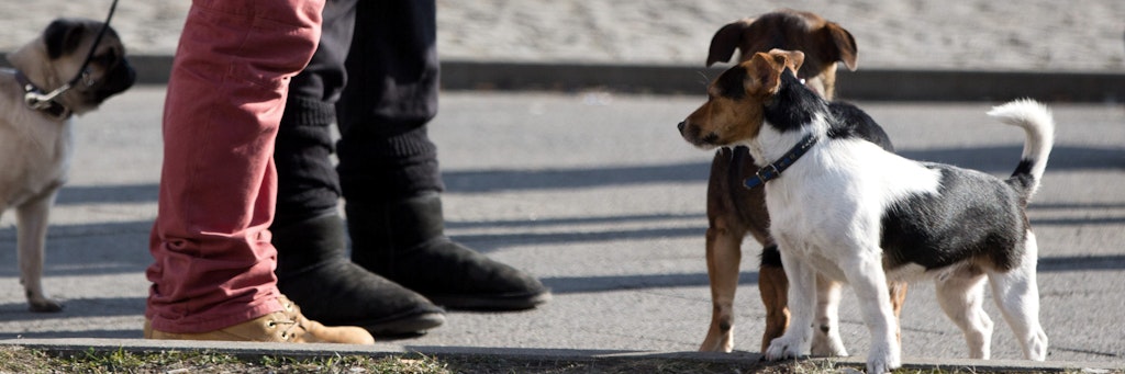 Die neue Verordnung für Hundehalter sieht mindestens zweimal täglich mindestens eine Stunde Auslauf für Hunde vor,
