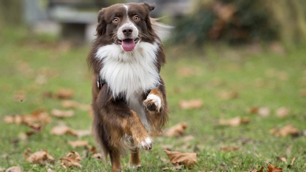 Hunde dürfen auch nicht mehr den ganzen Tag alleingelassen werden.