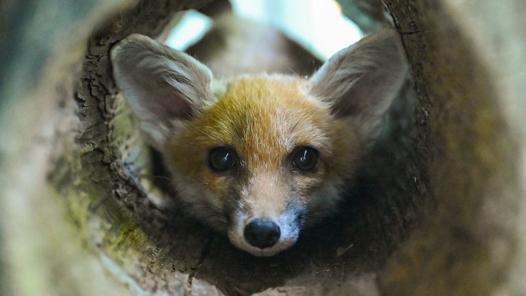 Ängstlich blickt ein junger Rotfuchs (Vulpes vulpes) aus einer Röhre in einem Gehege der Familie Franze. 
