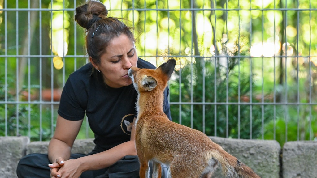 Daniele Franze, Mitglied im Verein Wildtierrettung, sitzt zusammen mit einem jungen Rotfuchs (Vulpes vulpes) in einem Gehege. 