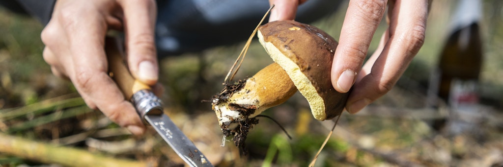 Will man feststellen, ob ein Pilz noch frisch ist, hilft der Drucktest am Hut: Zieht sich der Hut in seine Form zurück, ist er auch noch frisch. 