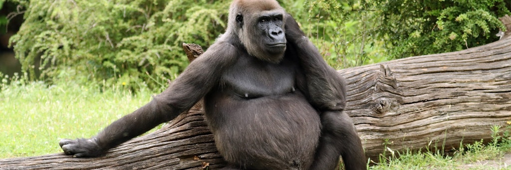 Gorilla-Weibchen Bibi erwartet Nachwuchs.