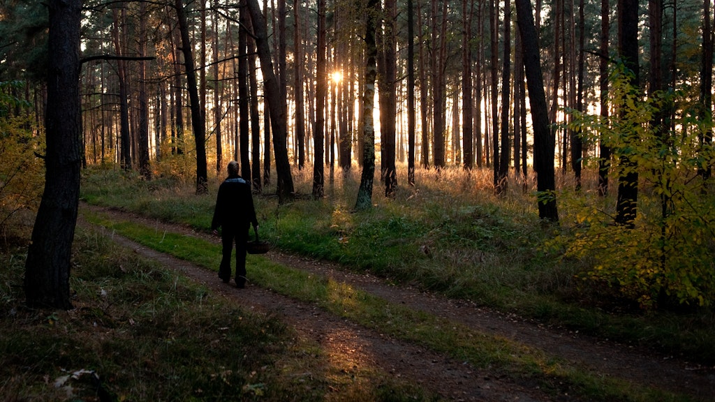 Auch auf den richtigen Zeitpunkt kommt es an: zehn bis 14 Tage nach dem Regen sprießen die Pilze. 