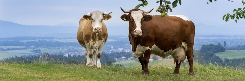Kühe in Bayern auf der Weide – damit die Tiere im Stall besser gehalten werden, müssten Kunden 2 Cent pro Liter Milch mehr ausgeben.