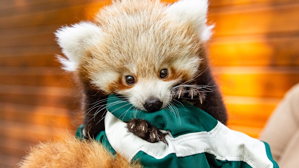 Mädchen oder Junge: Das Geheimins des Kleinen Panda ist noch nicht gelüftet.