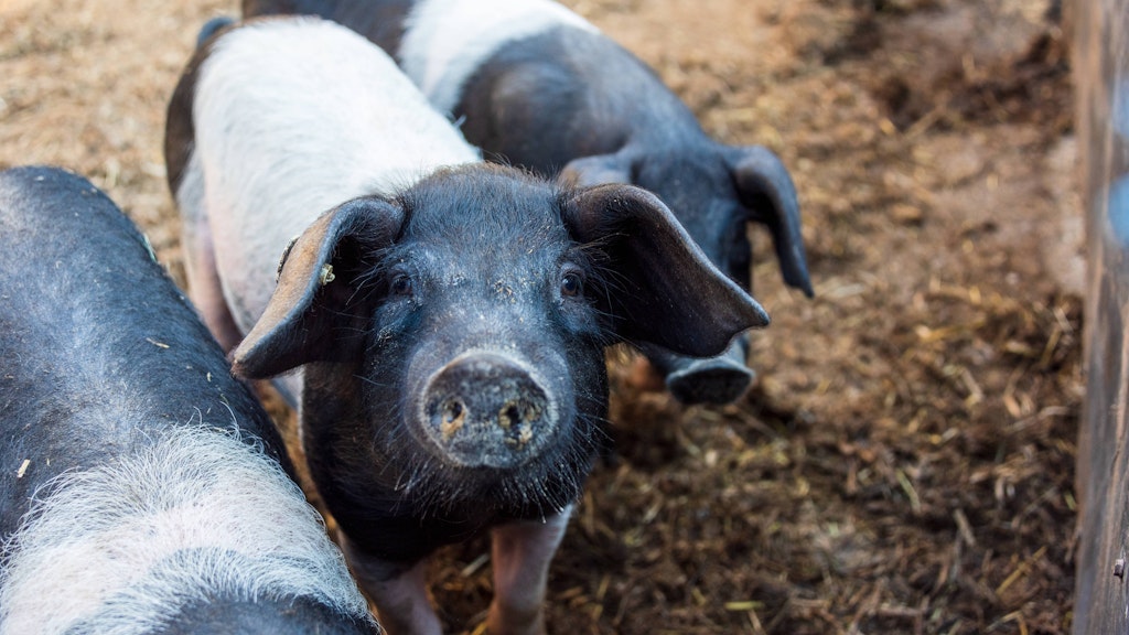 Auch Sattelschweine könnten mehr Platz in ihrem Stall bekommen – der Aufschlag für mehr Tierwohl läge bei Fleischprodukten bei etwa 40 Cent. 