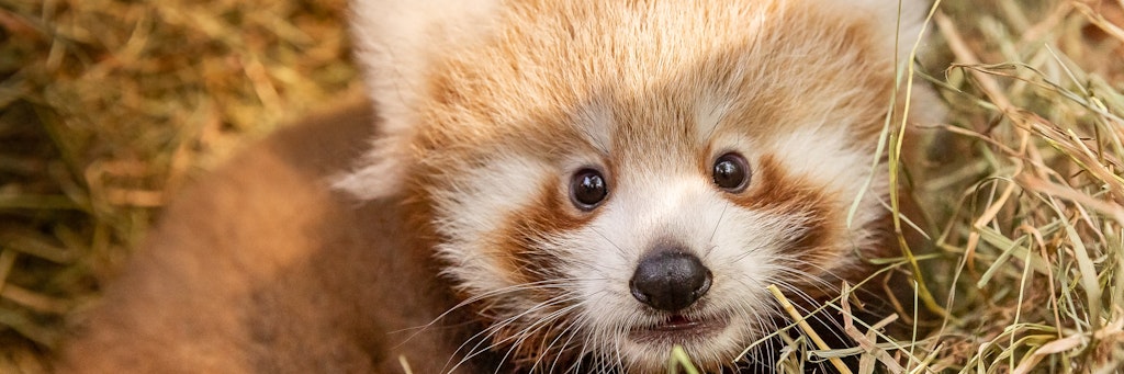 Der süße Kleine Panda aus dem Tierpark: Jederzeit kann es nun passieren, dass er die Wurfhöhle verlässt und sich im Freien den Besuchern zeigt. <br><br>
