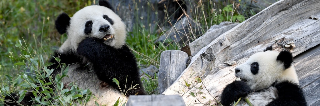 Die Pandabär-Zwillinge Pit und Paule futtern Bambus in ihrem Gehege im Berliner Zoo.