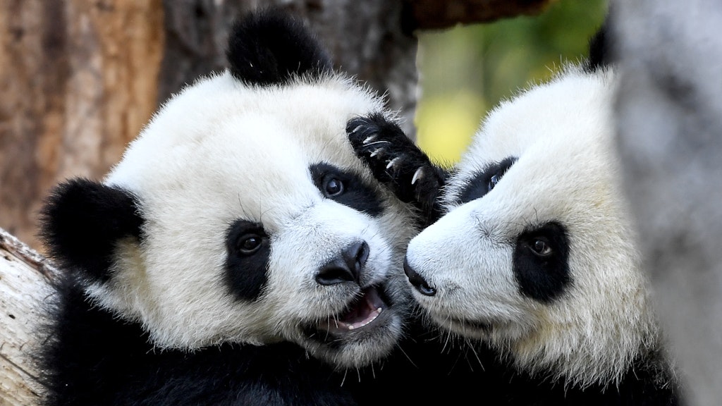 Die Pandabär-Zwillinge Pit und Paule feiern am 31. August ihren ersten Geburtstag.
