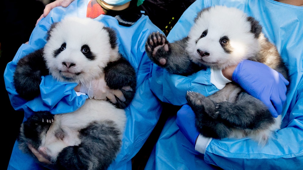 Im Dezember 2019 wurden Pit (li.) und Paule erstmals anlässlich ihrer Namenstaufe im Zoo gezeigt. 