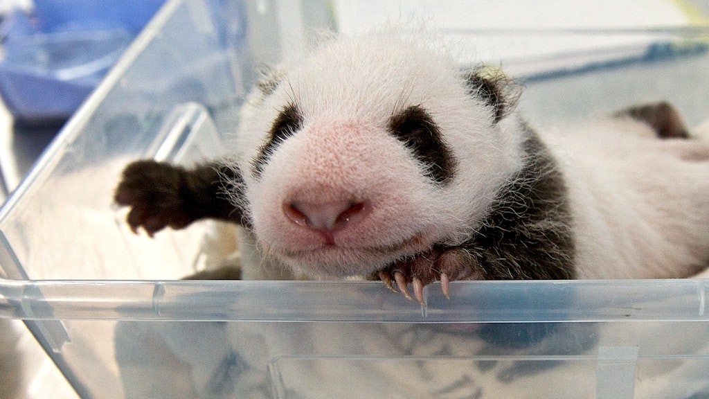 Das sieht doch schon nach einem Panda aus: Nach einem Monat zeigten die Zwillinge bereits die typische Fellfärbung.