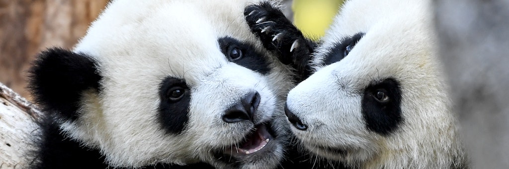 Zeigen sich beim Spielen schon bärenstark: die Panda-Zwillinge Pit und Paule, die vor einem Jahr im Berliner Zoo zur Welt kamen.