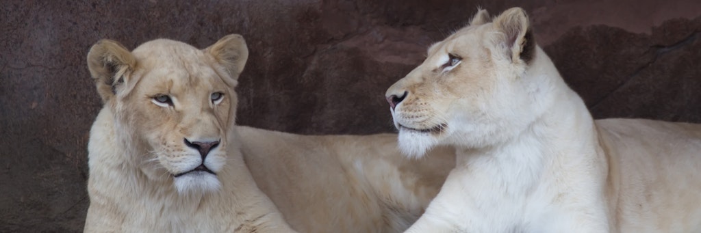 Zwei weiße Löwinnen haben den Besitzer einer Safari-Lodge angegriffen und getötet.