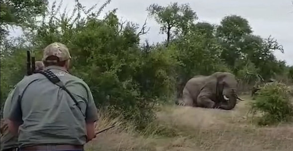 Die Peta-Tierschützer haben ein Video beschafft, das Raby bei der Jagd auf den Elefanten zeigt.