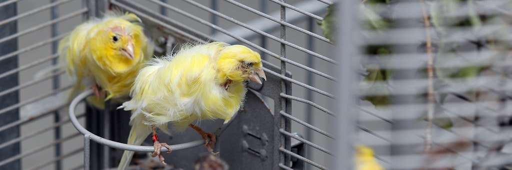 Die kranken Vögel hatten Glück im Unglück: Sie wurden gerettet, werden nun mit großem Aufwand im Tierheim gesund gepflegt.