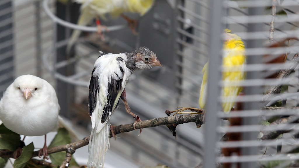 Ein Bild des Schreckens: Viele der Vögel sind jetzt noch so krank, dass sie mit Medikamenten behandelt werden müssen.