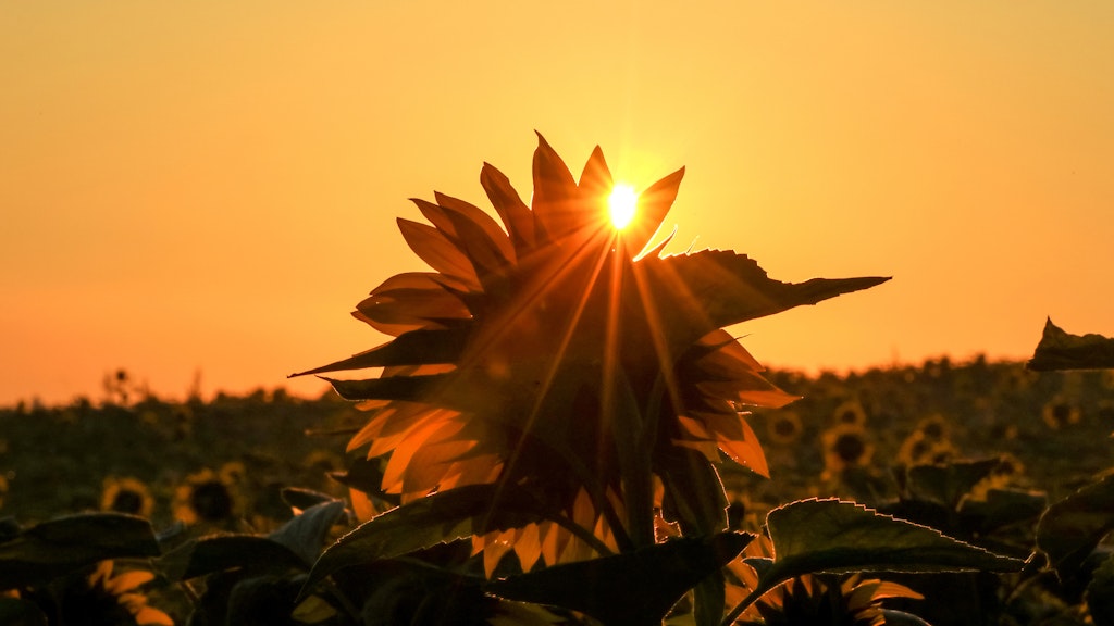 Die Sonne scheint kurz nach Sonnenaufgang durch ein Feld mit Sonnenblumen. Hitze und Trockenheit machen der Natur zu schaffen.