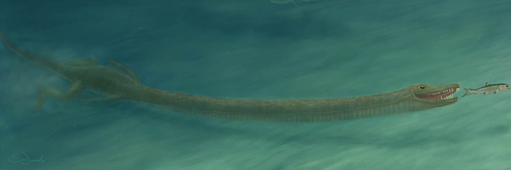 So könnte ein Tanystropheus unter Wasser nach einem Fisch gejagt haben.