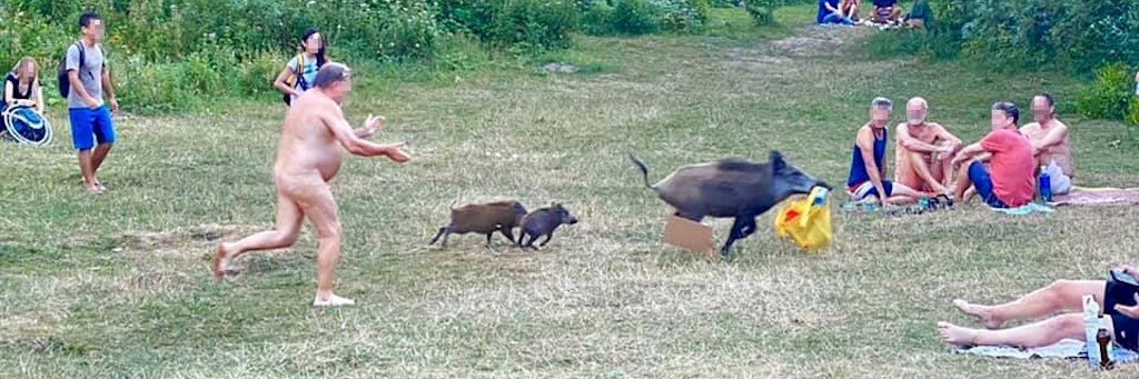 Wildschwein klaut Laptoptasche am FKK-Strand Teufelssee