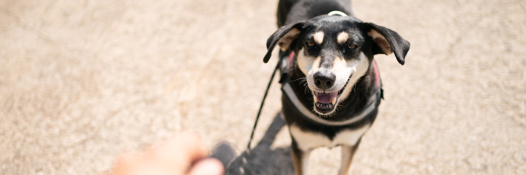 Immer wieder kommt es zu Streitigkeiten um die Leinenpflicht für Hunde.