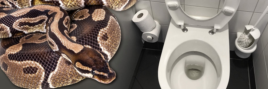 Eine Python versteckte sich in der Toilettenschüssel - und biss zu.