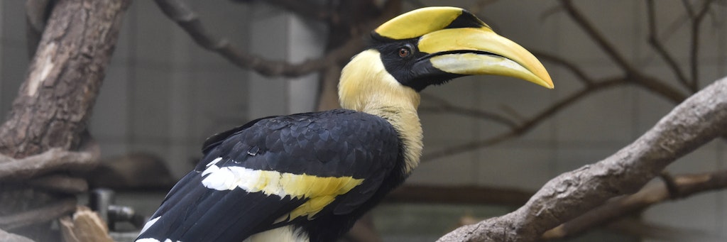Solch ein Nashornvogel wurde nun in Baden-Württemberg wieder eingefangen.