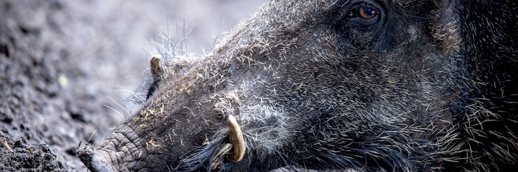 Nicht nur für Wildschweine brechen harte Zeiten an. Die Seuche ist auf Hausschweine übertragbar.