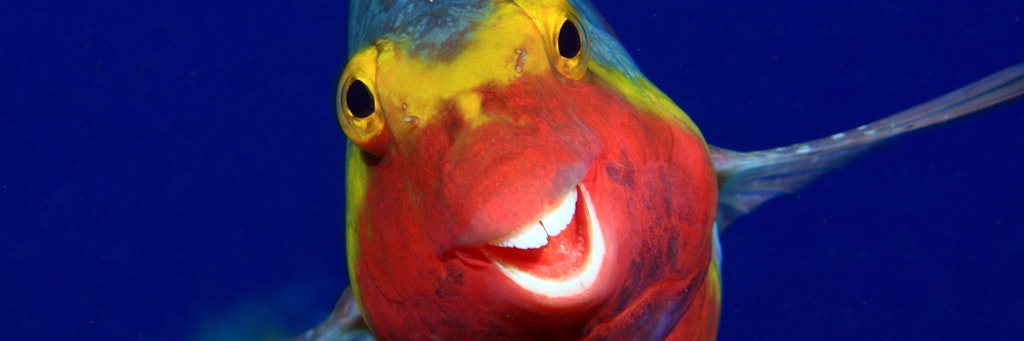 Dieser lachende Fisch wird die Jury sicher verzücken.<br>
