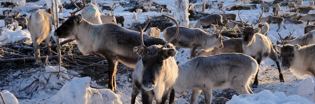 In der norwegischen Hochebene Hardangervidda ist zum ersten Mal bei einem Rentier die Prionenerkrankung Chronic Wasting Disease (CWD) festgestellt worden.