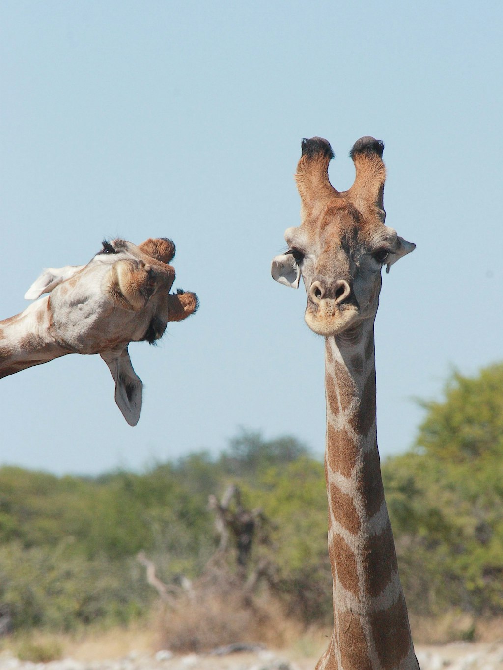 Achtung, Foto-Bombe! Diese Giraffe wollte auch mit auf das Bild.