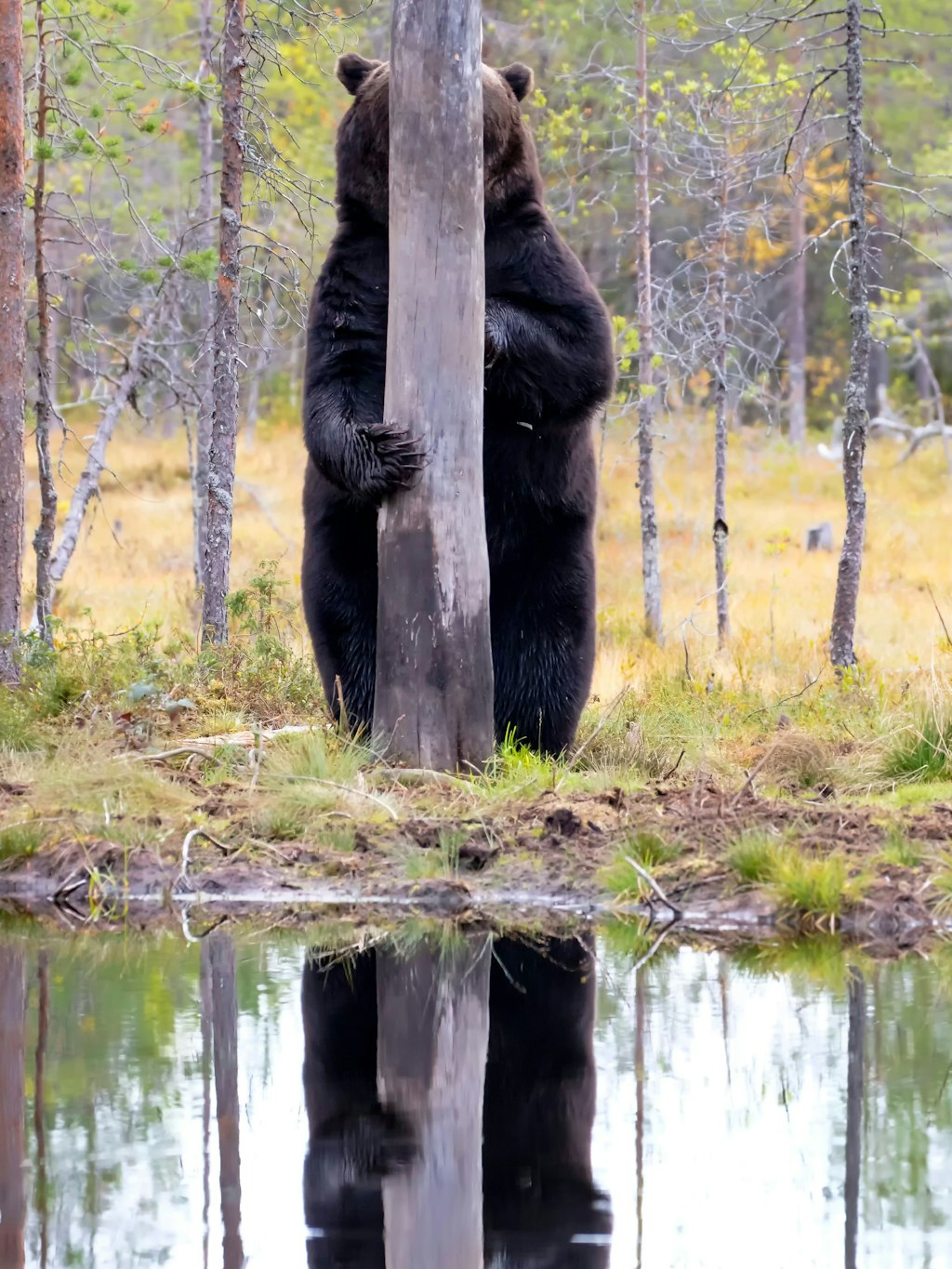 Hätte ja klappen können... Ein Bär versteckt sich - nahezu unauffällig - hinter einem Baum.