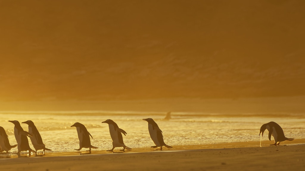 Pinguine auf Wanderschaft: Hat da etwa einer zu viel getrunken?
