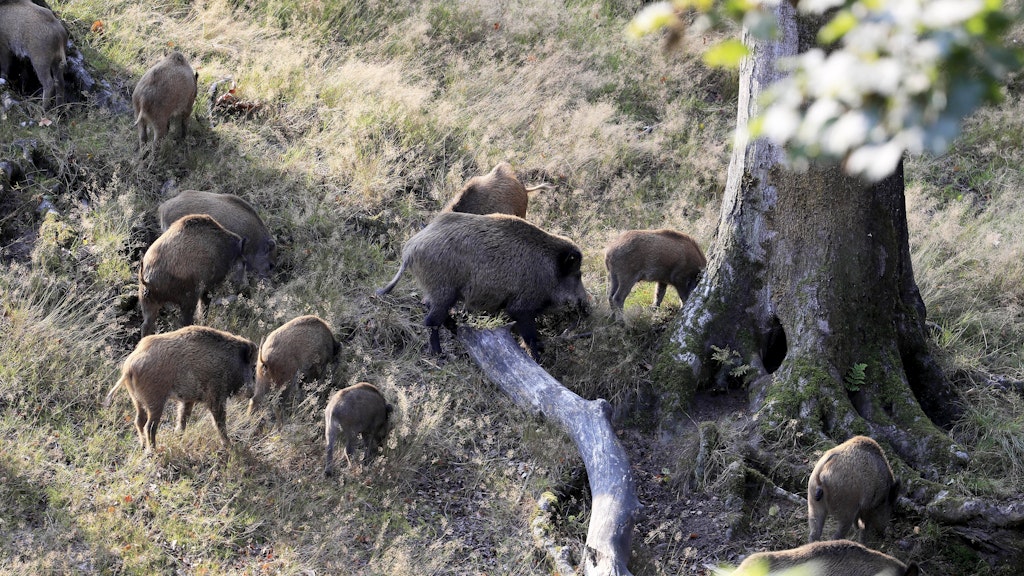 In Brandenburg wurde ein erstes infiziertes Wildschwein gefunden.
