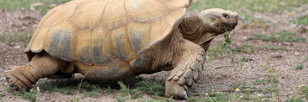 Eine solche Spornschildkröte hatte sich auf eine Gartenterrasse in Falkensee verirrt.