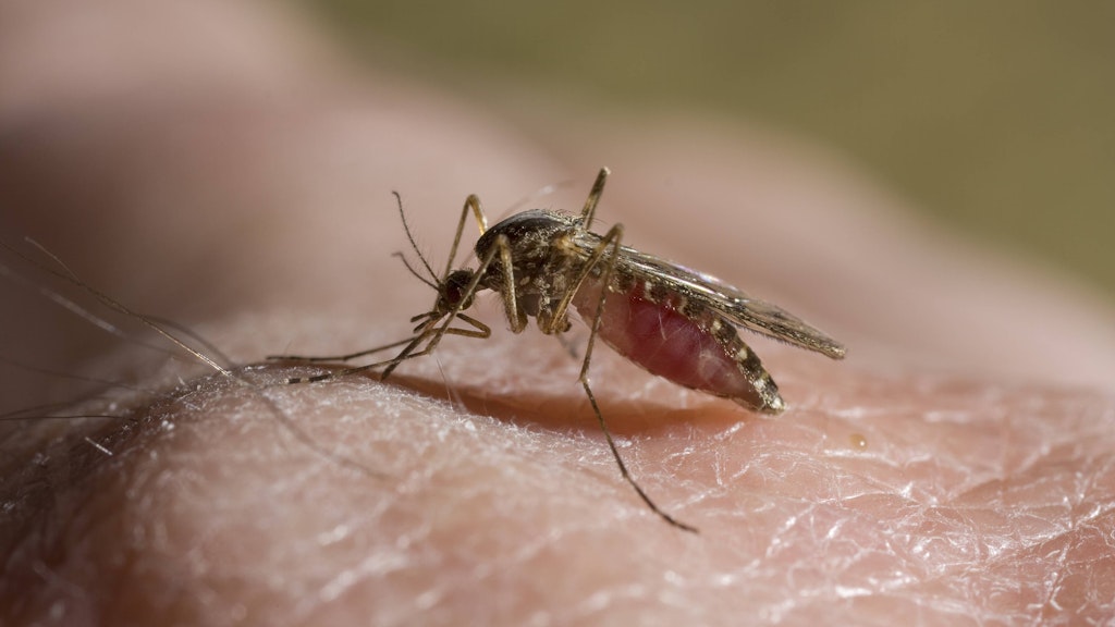 CULICIDAE FAMILY Mosquito feeding on human blood PUBLICATIONxINxGERxSUIxAUTxONLY 1259577 StephenxDalton