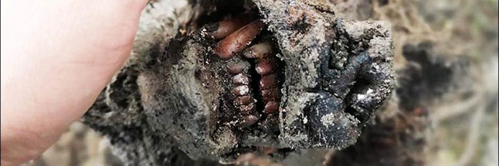 Einzigartige Entdeckung des perfekt erhaltenen ausgestorbenen Höhlenbären, der nach bis zu 39.000 Jahren seine Zähne zeigt.