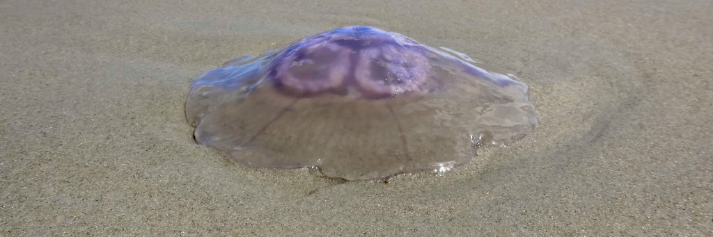 Eine Ohrenqualle liegt am Strand.